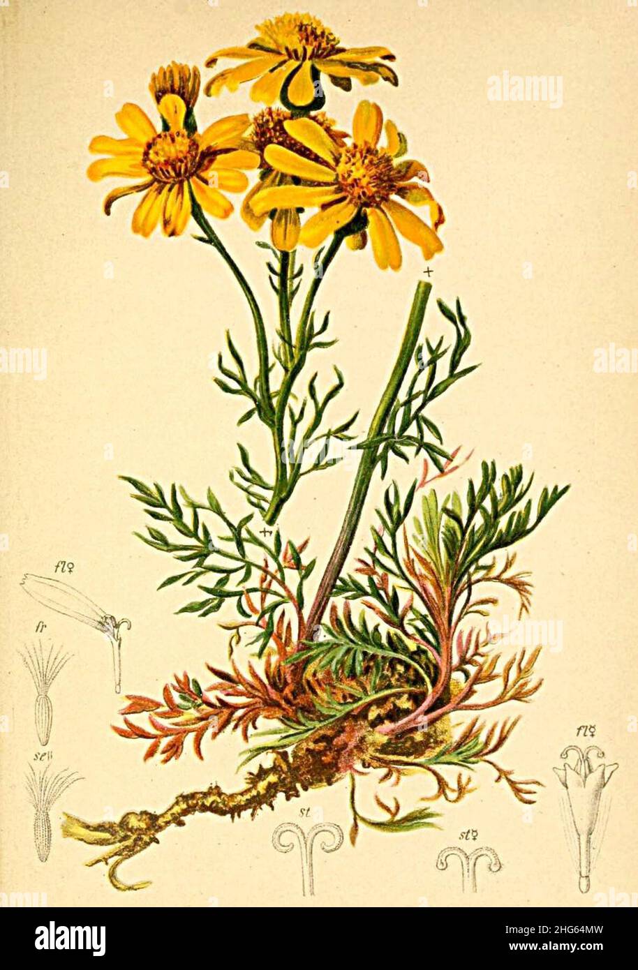 Senecio abrotanifolius Atlas Alpenflora. Stock Photo