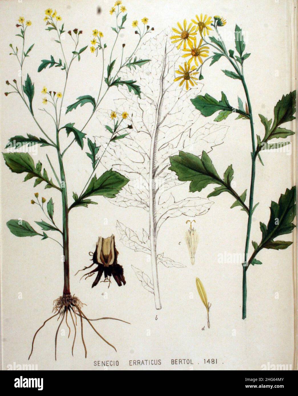 Senecio erraticus — Flora Batava — Volume v19. Stock Photo