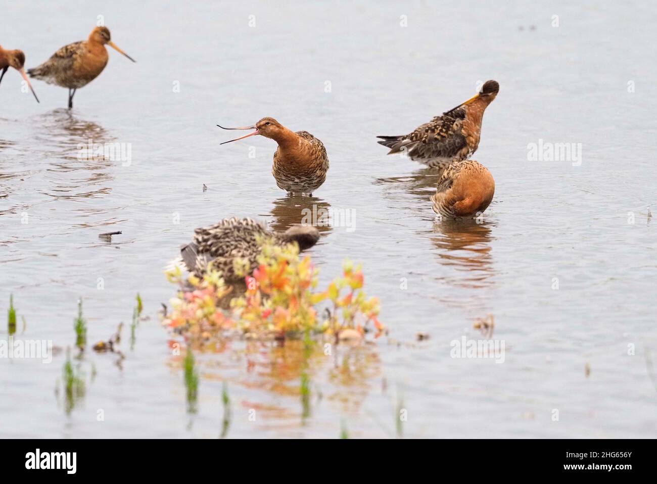 Rhynchokinesis in birds. Black Tailed Godwit. Limosa limosa Stock Photo
