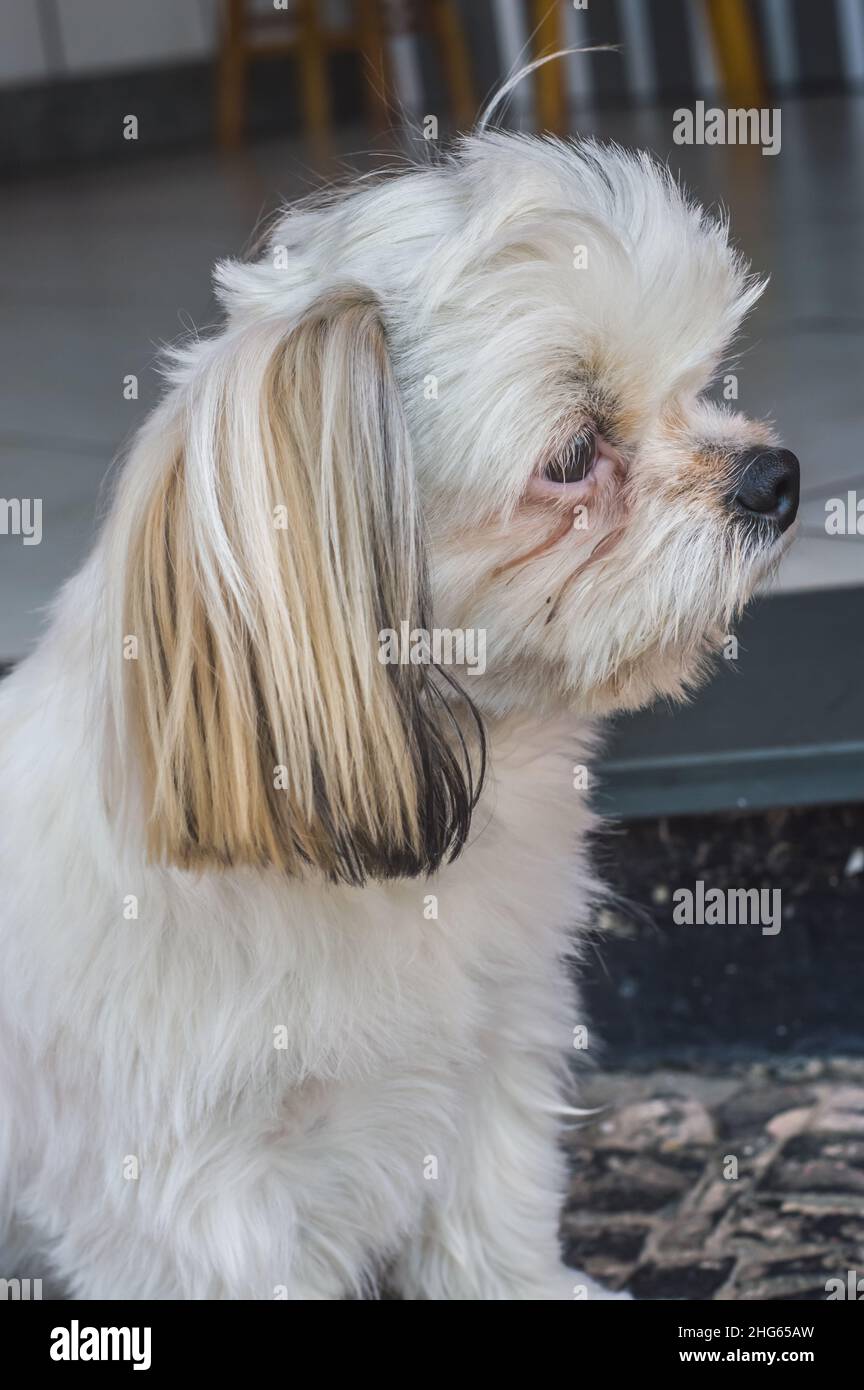 sad dog with different expressions, copy space and natural light Stock Photo