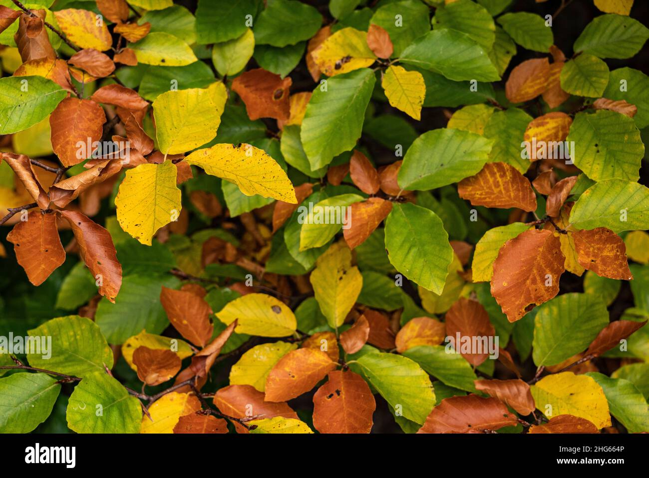 Full frame shot of contrasting multicolored beech leaves (green, yellow and brown), growing on the same tree, showing the beginning of autumn Stock Photo