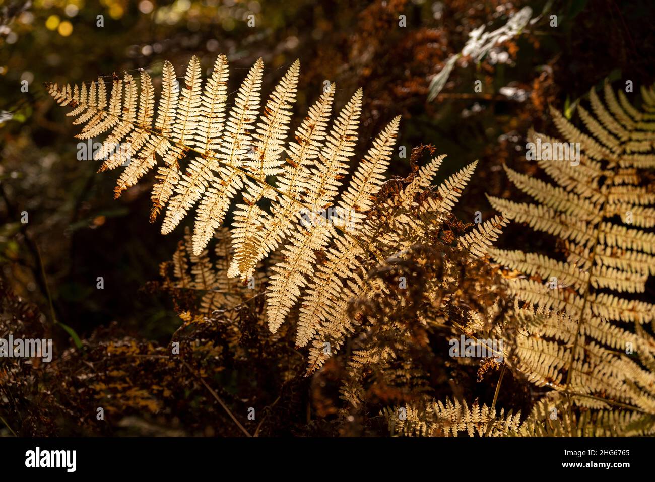 Close-up of a dried brown frond of common lady fern (Athyrium filix-femina) in back light in an autumn forest, Reinhardswald, Germany Stock Photo