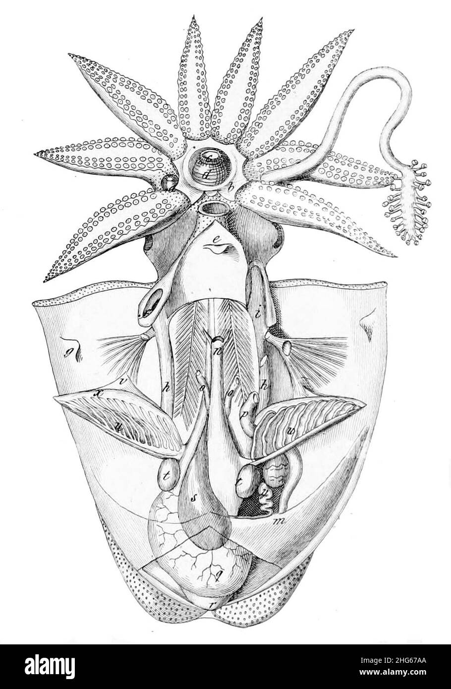 Dissected Sepia Officinalis