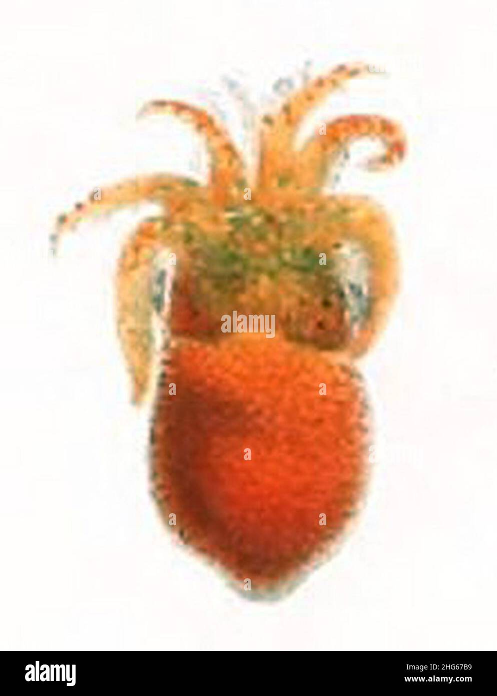 Sepiola aurantiaca. Stock Photo