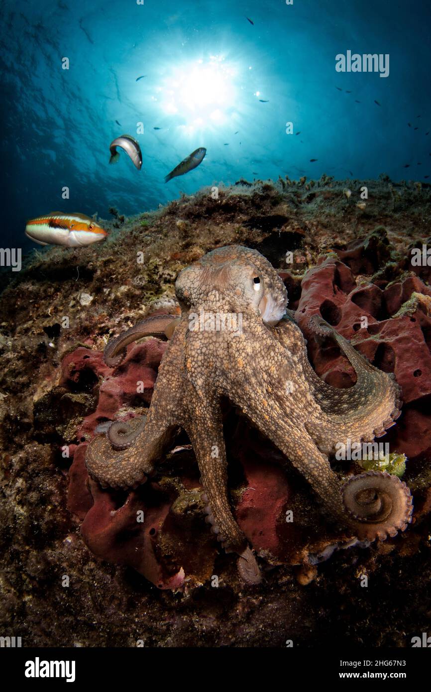 Portrait of Mediterranean common octopus (Octopus vulgaris) on a sponge. Stock Photo