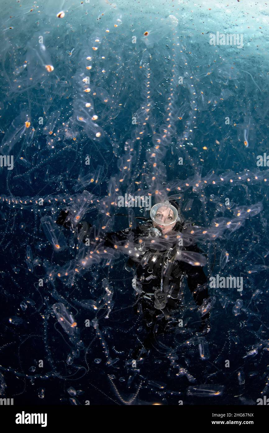 A diver watches in awe a dense soup of tunicates aggregated by very special sea conditions.  This picture was taken during a special event occurred on Stock Photo