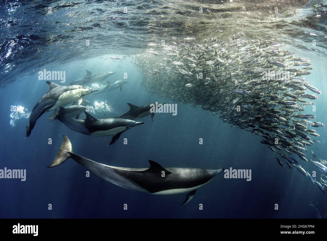 A group of dolphins (Delphinus delphis) create a network of air bubbles to trap a small group of sardines before launching the attack. Photo taken dur Stock Photo