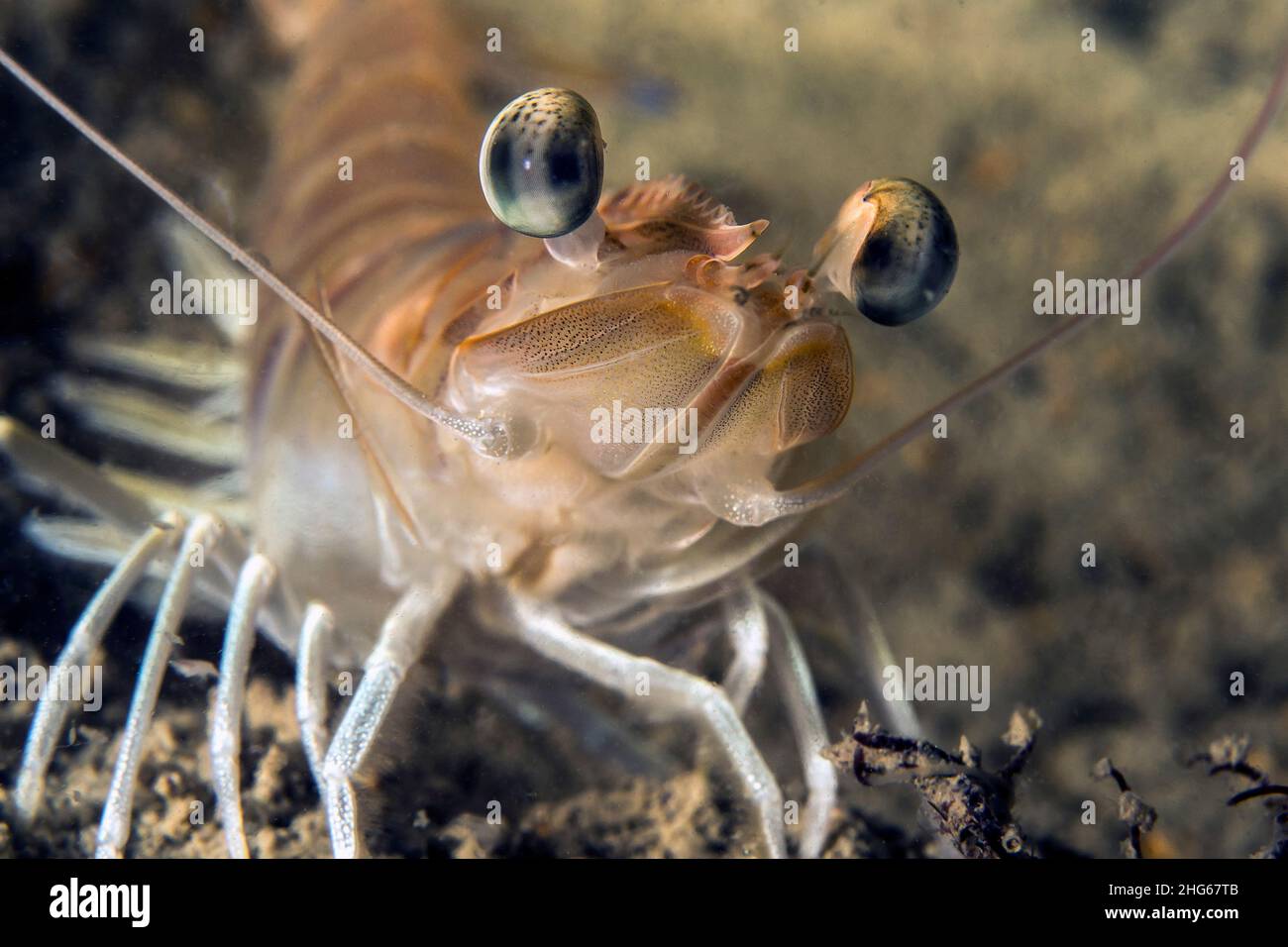 Close up portrait of a shrimp (Penaeus kerathurus) in Italy Stock Photo