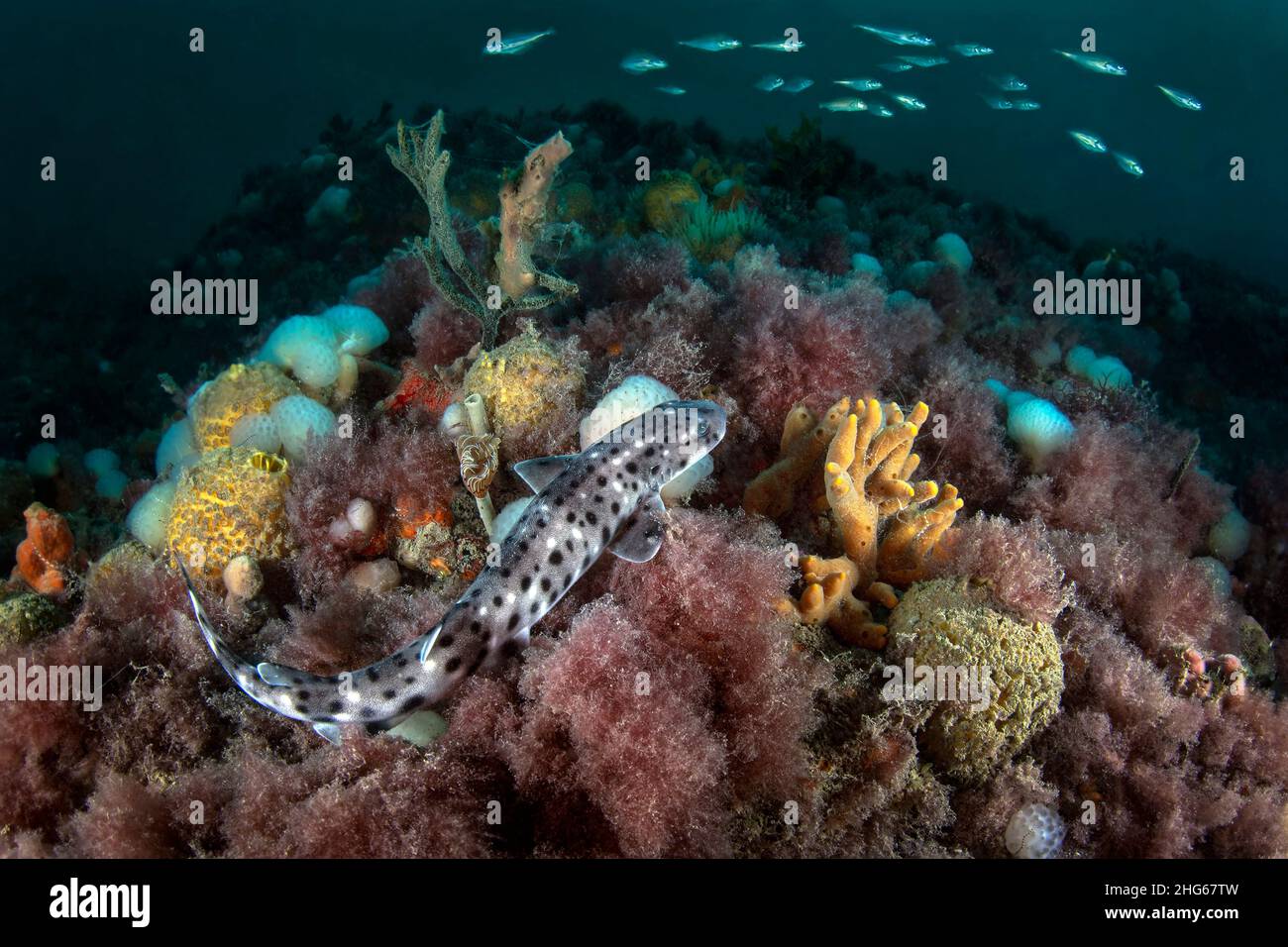 A nursehound (Scyliorhinus stellaris) watches closely a group of small cod passing by. Shot taken off Chioggia (VE) on one of the many rocky formation Stock Photo