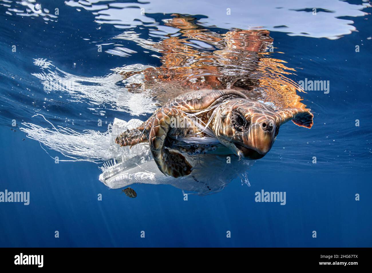 A sea turtle (Caretta caretta) striving to get free from a plastic fishing net in Spain Stock Photo