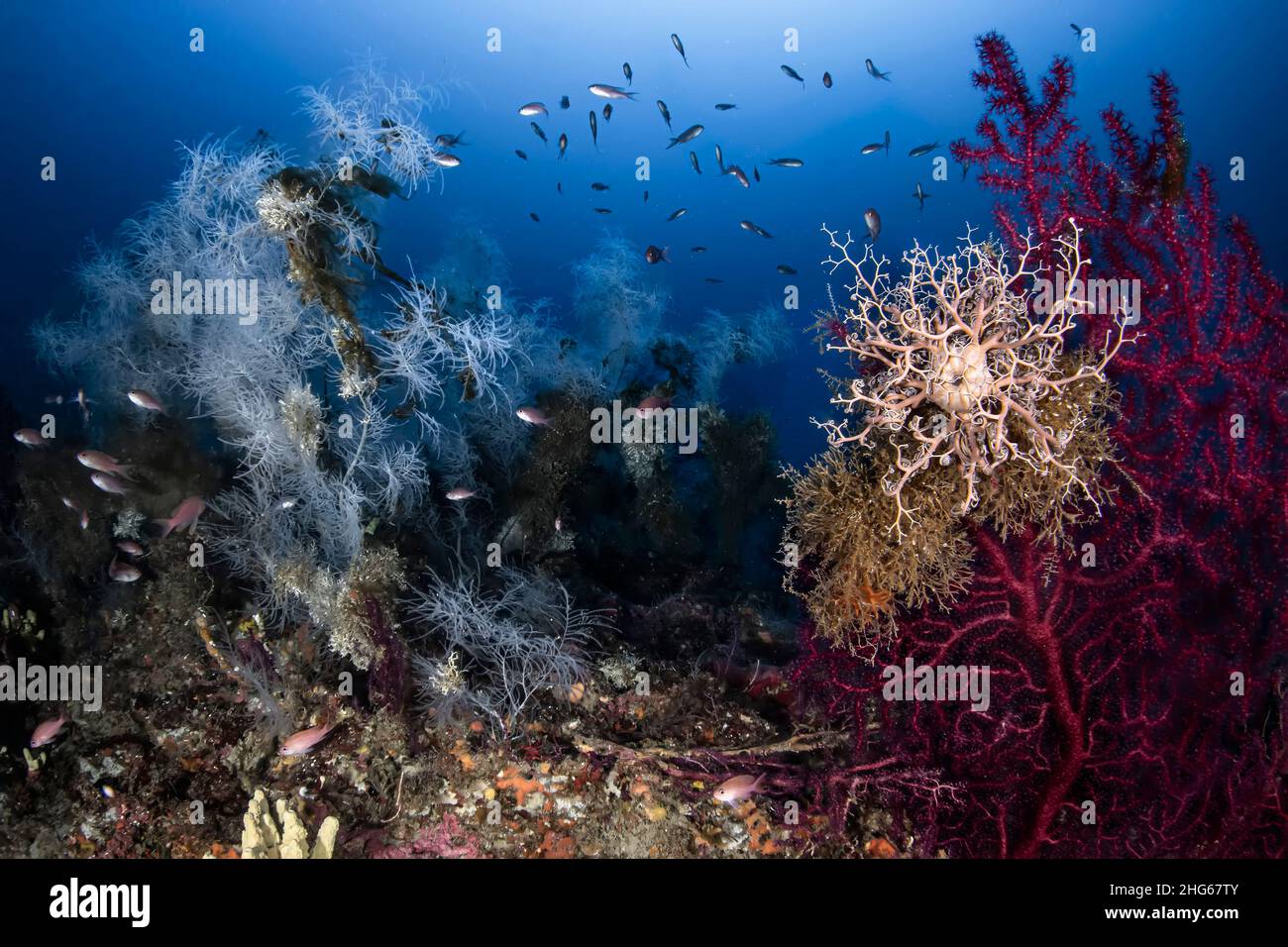 A beautiful glimpse of a deep Mediterranean landscape with black coral (Antipathella subpinnata), red sea-fan (Paramuricea clavata) and basket star (A Stock Photo