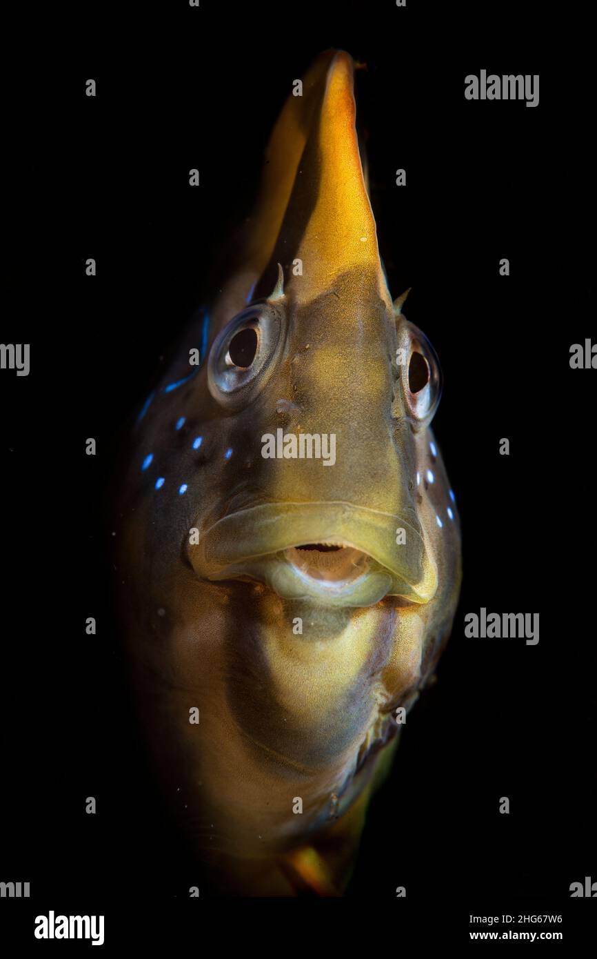Close up of iconic mediterranean blenny, the peacock blenny (Salaria pavo) Stock Photo