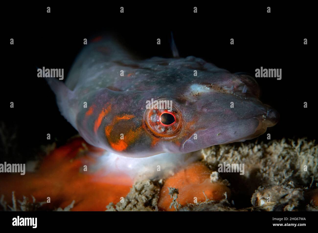 Close up portrait of Connemarra clingfish (Lepadogaster candolii), Italy Stock Photo