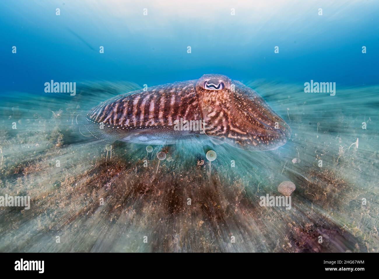 A common cuttlefish in a zoomed portrait Stock Photo
