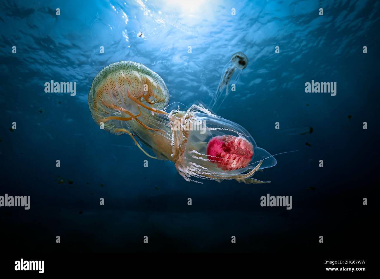 A common mediterranean jellyfish (Pelagia noctiluca) feasting on another mediterranean jellyfish (Neoturris pileata), rarely seen in shallow waters. T Stock Photo