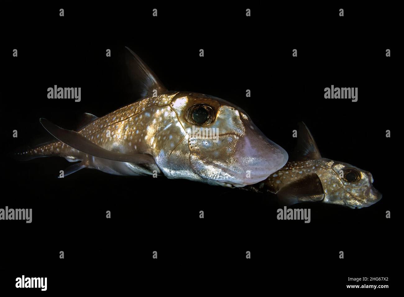 A couple of spotted ratfish (male and female), also known as chimaera, on a night dive in the shallow waters of God's Pocket resort (British Columbia, Stock Photo