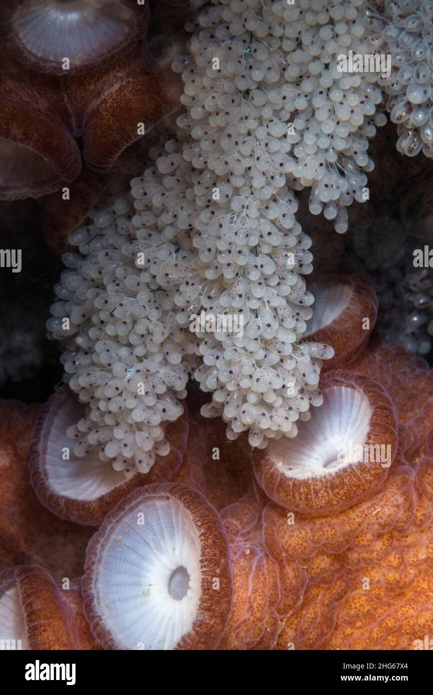 Common octopus octopus vulgaris in hires stock photography and images