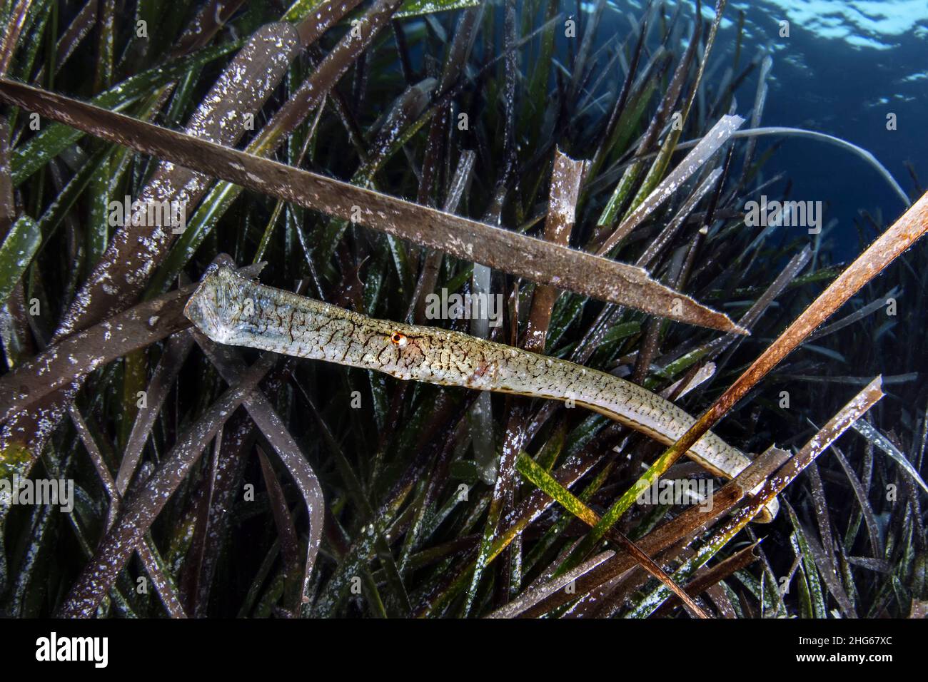 A broad-nosed pipefish (Syngnathus typhle) swims perfectly camouflaged in the Neptune grass, Italy Stock Photo
