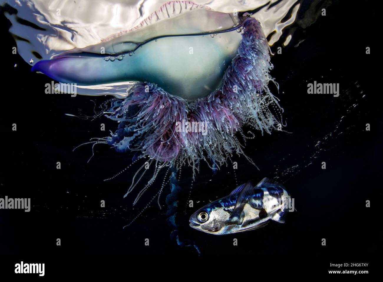 The Portuguese man o' war (Physalia physalis) with its symbiotic fish, called 'pastorcillo' in Spanish (Nomeus gronovii). The Portuguese man o' war is Stock Photo