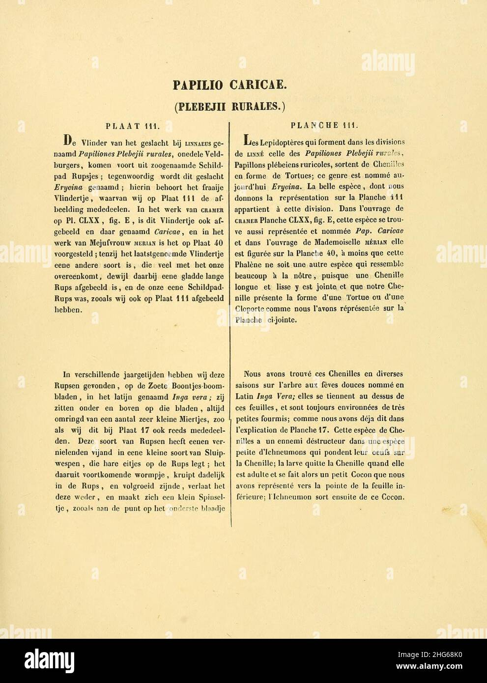 Sepp-Surinaamsche vlinders - pl 111 text1 Nymphidium caricae Stock ...