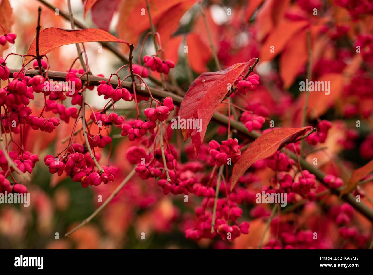 Full frame close-up of a spindle tree or common spindle (Euonymus europaeus), shining in bright red and pink colors in autumn, Weser Uplands, Germany Stock Photo