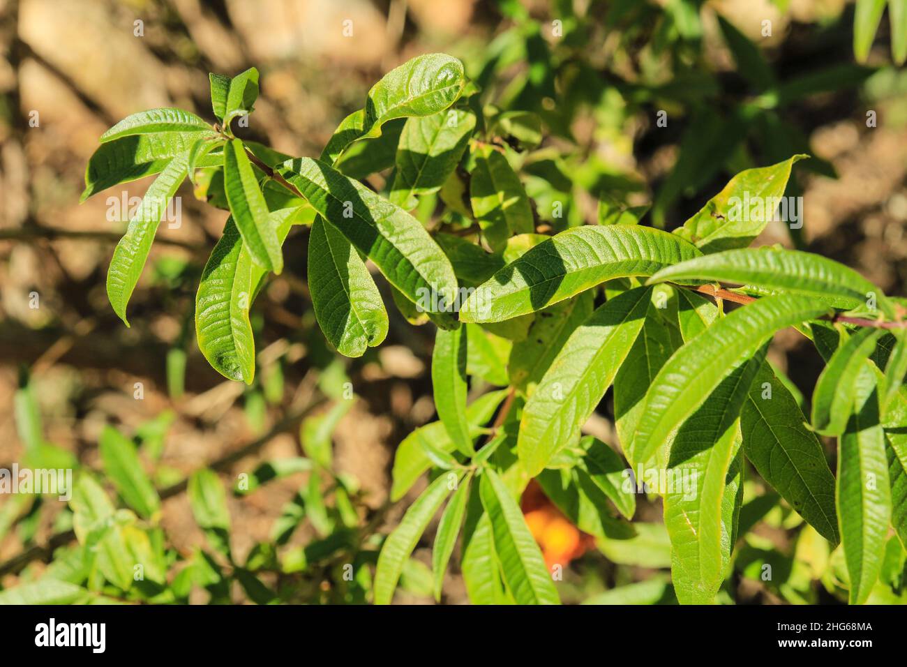 Aloysia citriodora plant in the garden under the sun Stock Photo