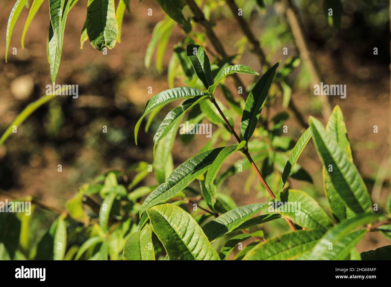 Aloysia citriodora plant in the garden under the sun Stock Photo