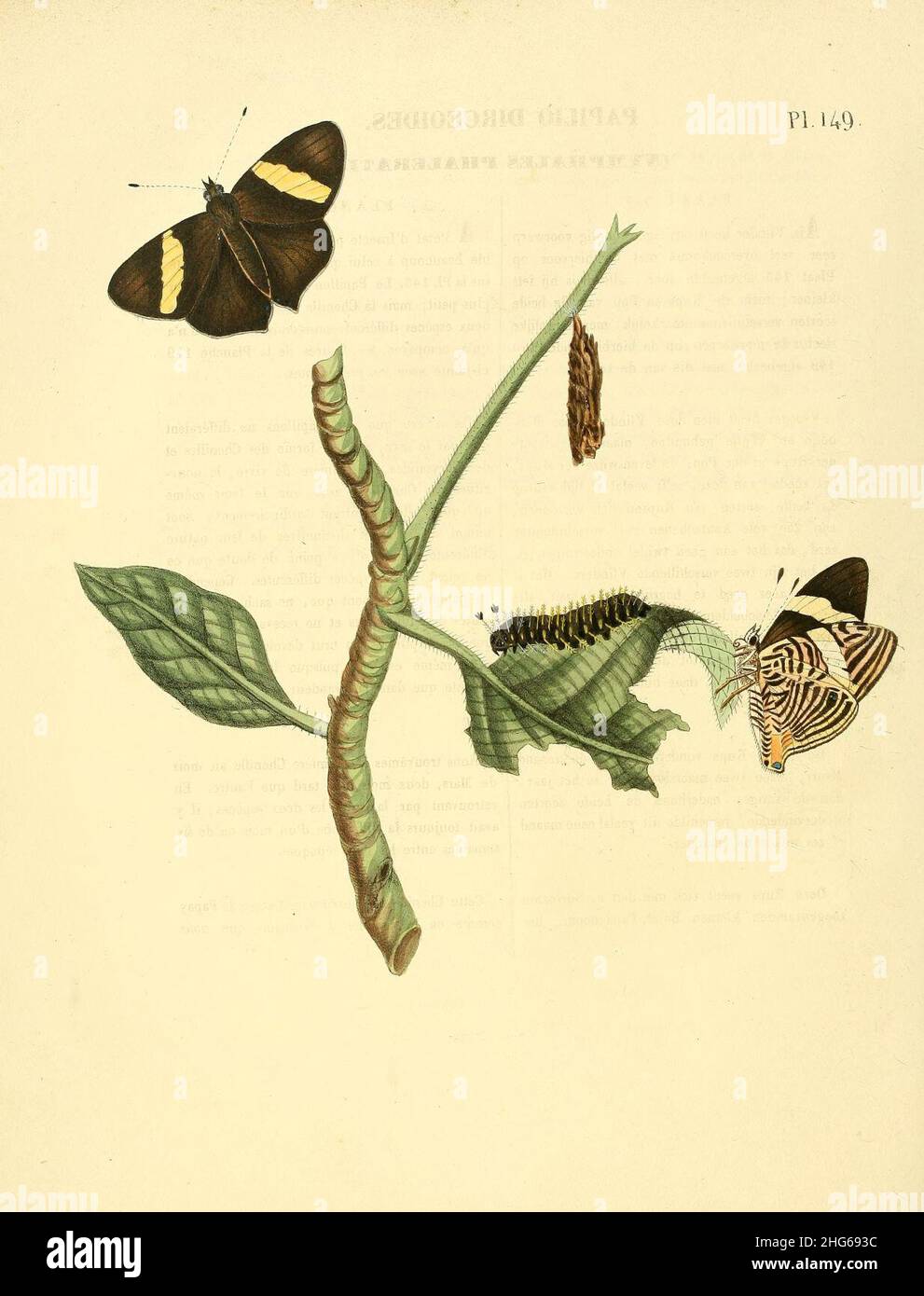 Sepp-Surinaamsche vlinders - pl 149 plate Colobura dirce. Stock Photo