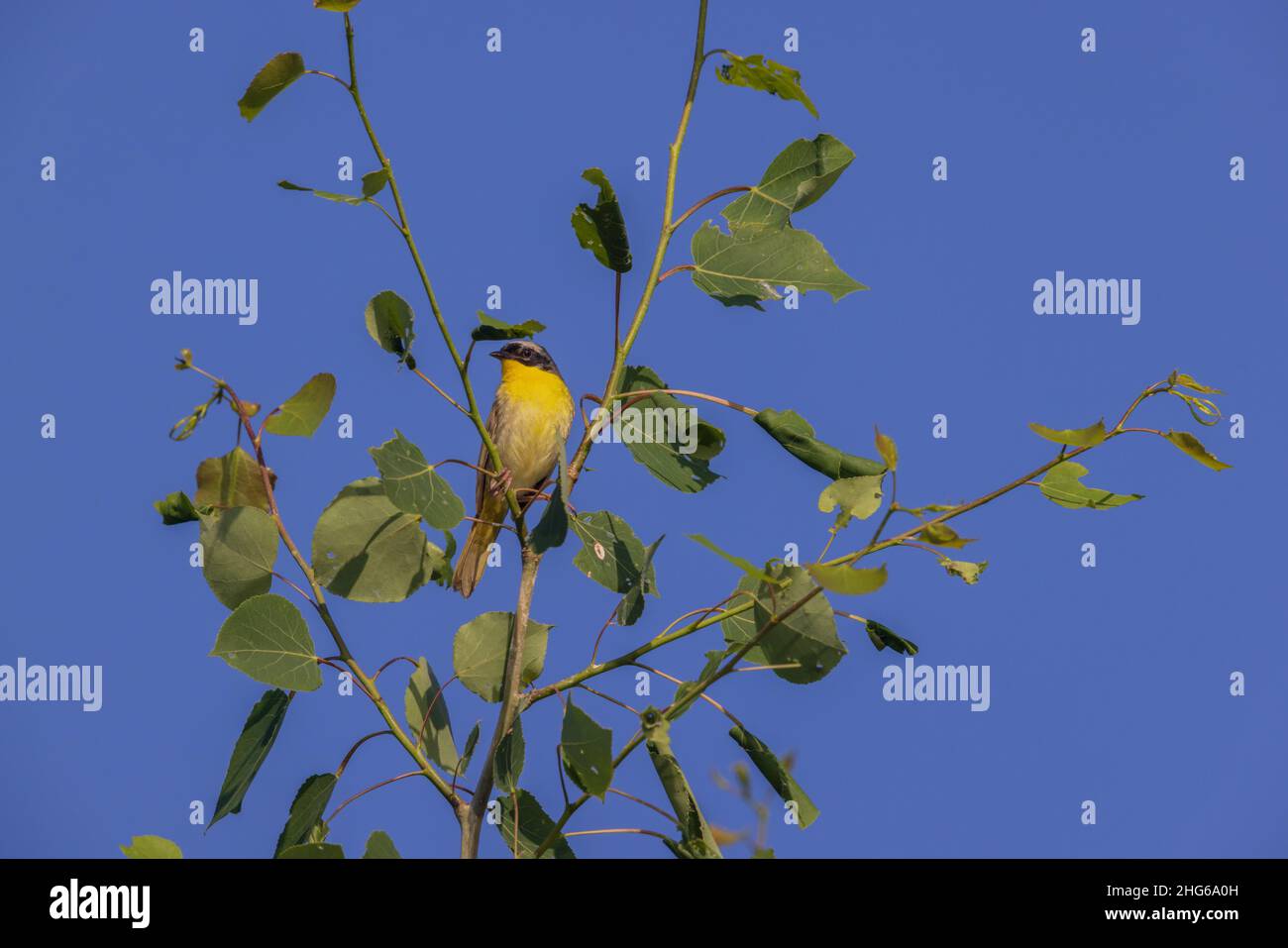 Common yellowthroat in northern Wisconsin Stock Photo Alamy