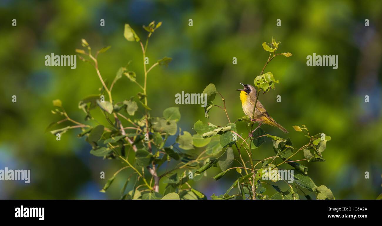 Common yellowthroat in northern Wisconsin Stock Photo Alamy