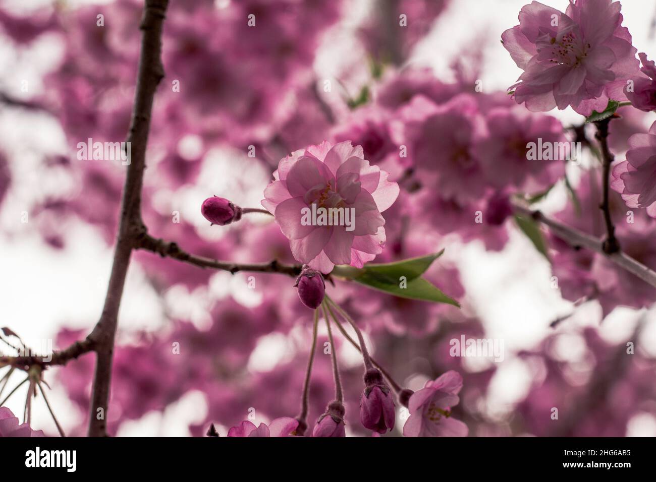 Cherry blossom in greenhouse hi-res stock photography and images - Alamy