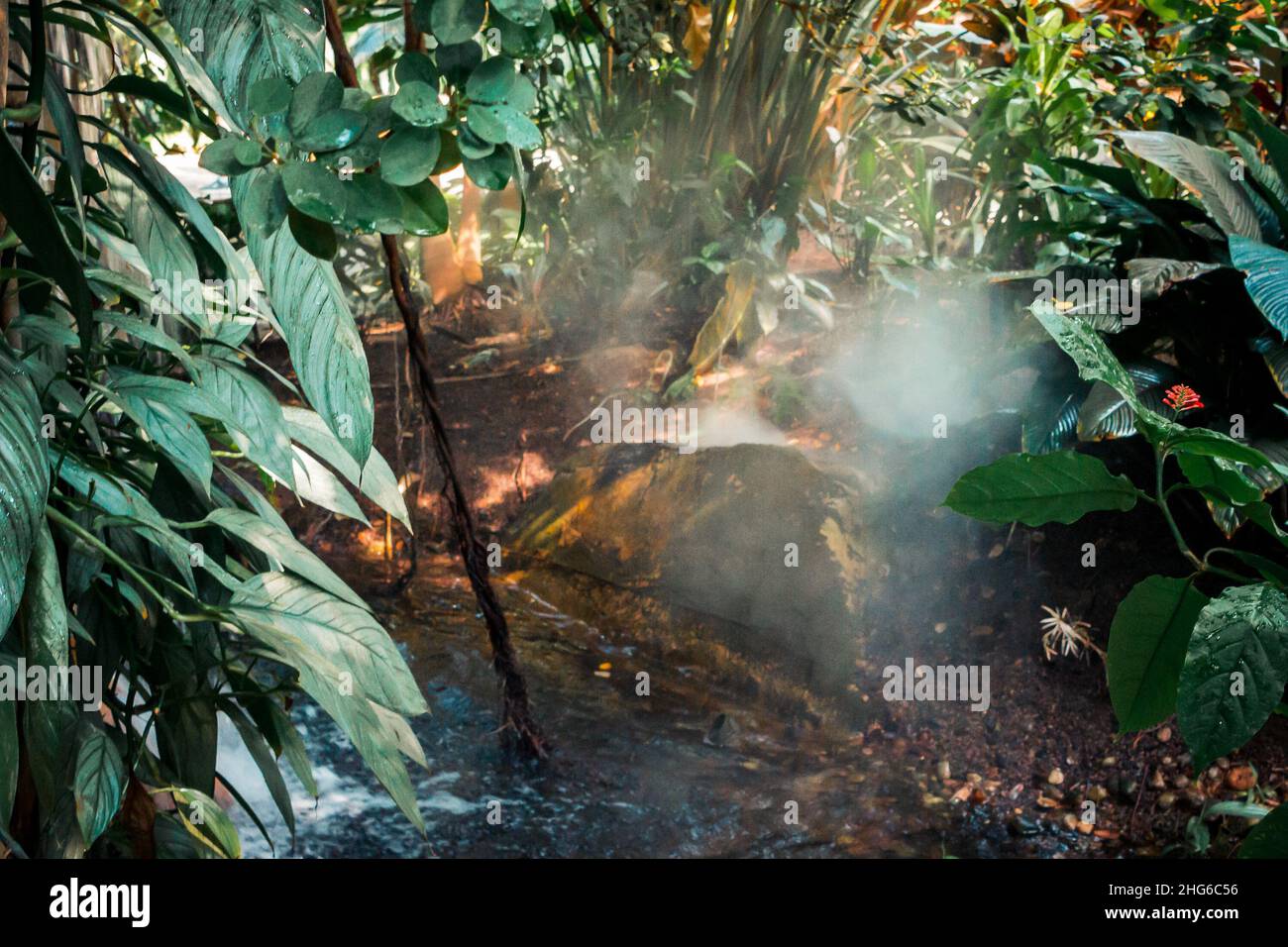 Steam rising from a pond in a tropical garden Stock Photo - Alamy