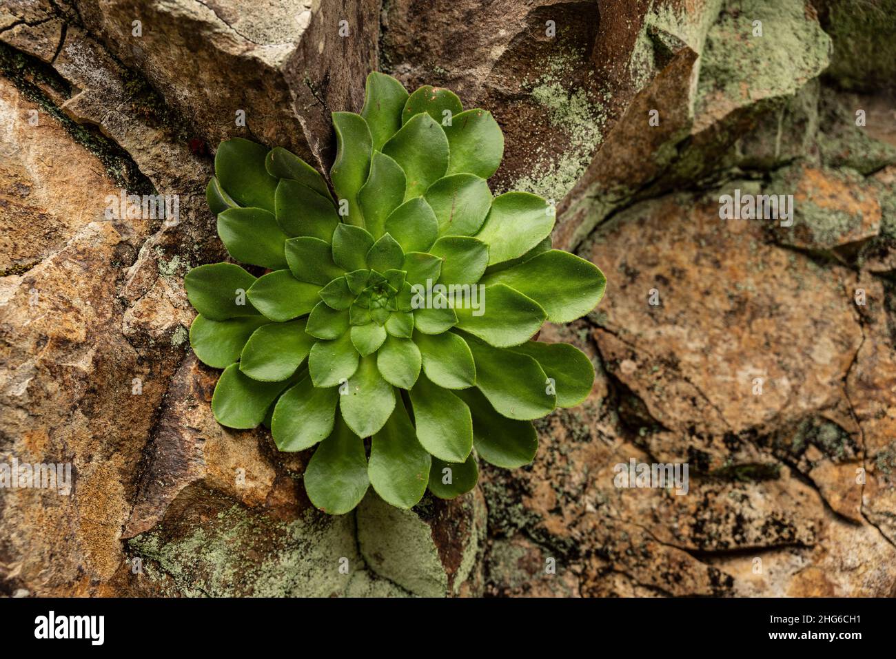 Close-up of a large “Aeonium glutinosum” succulent growing on volcanic rocks on the island of Madeira, Portugal Stock Photo