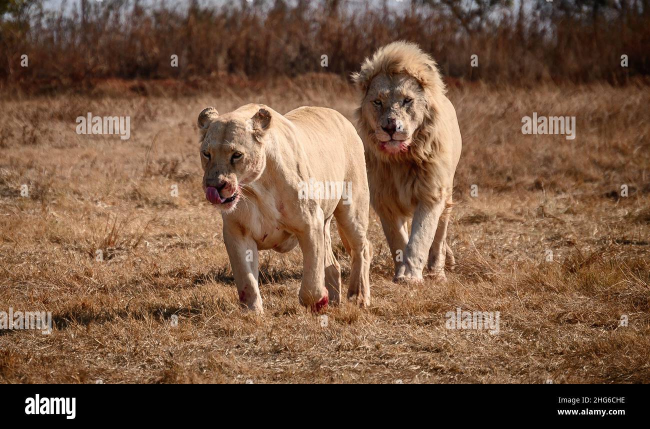 Lion, the King of Jungle and the Lioness, after their delicious kill meal, South Africa. Stock Photo
