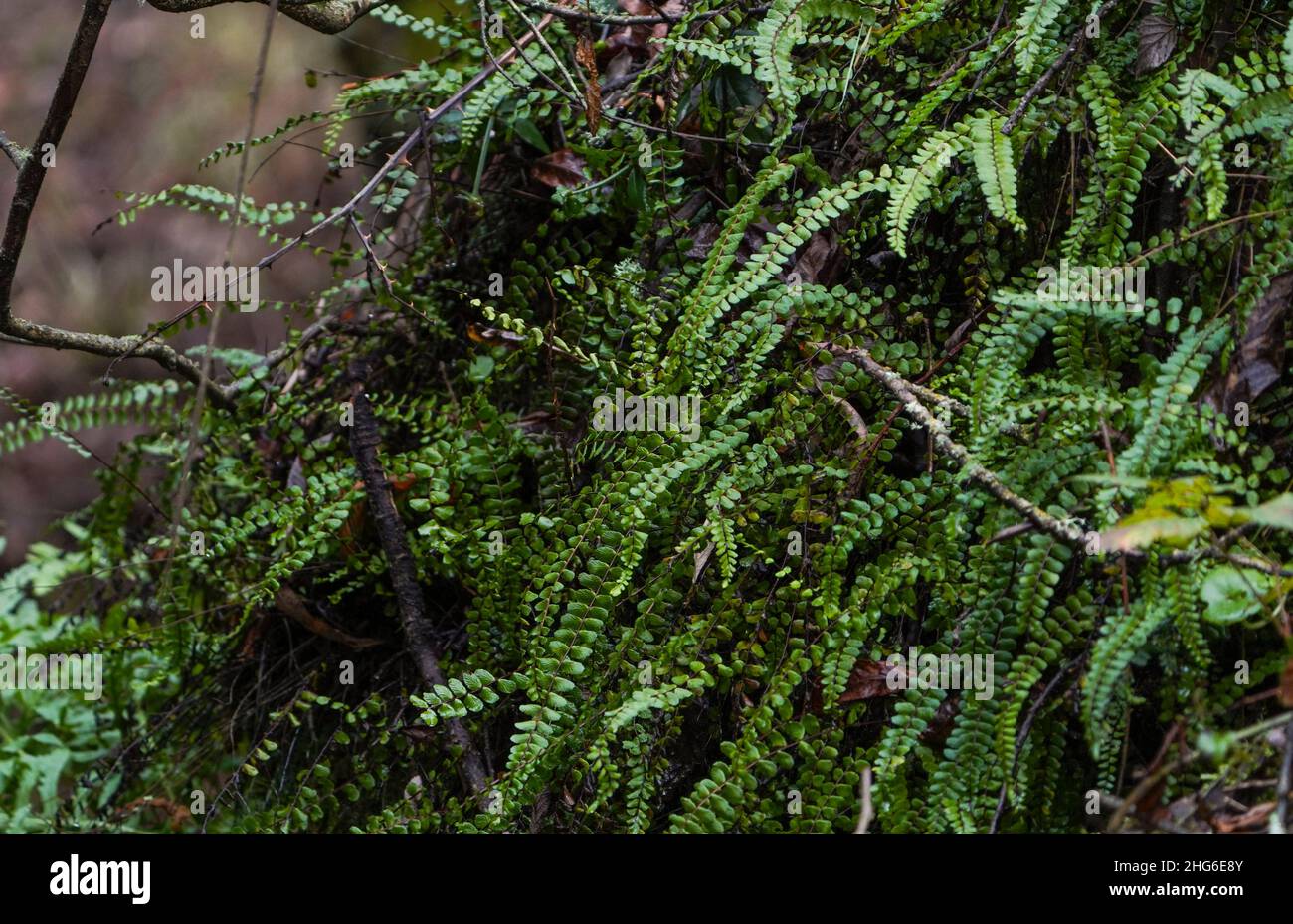 Maidenhair spleenwort hi-res stock photography and images - Alamy