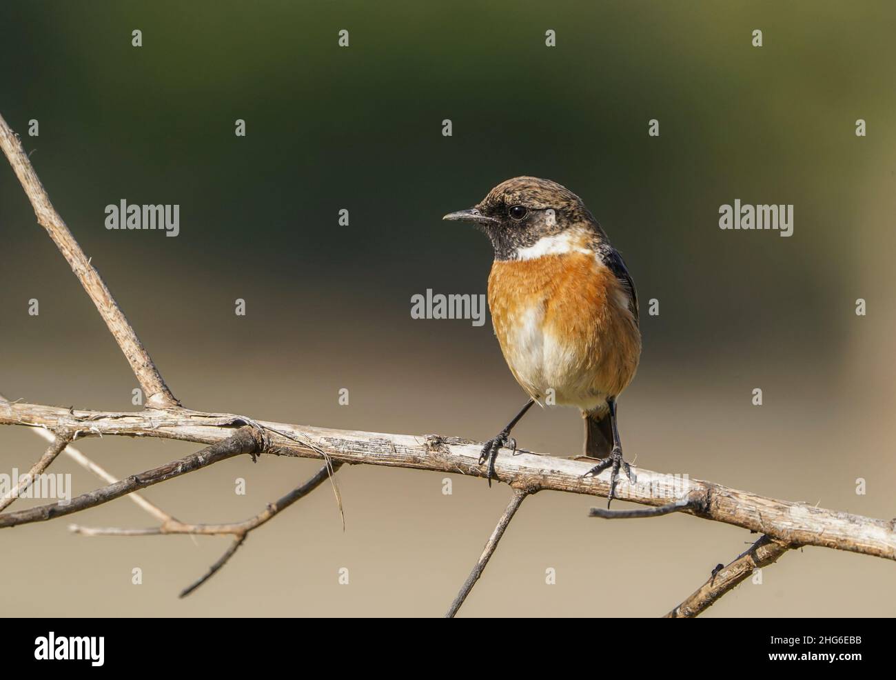 Male European stonechat (Saxicola rubicola) on the top of a branch, Andalucia, Spain. Stock Photo