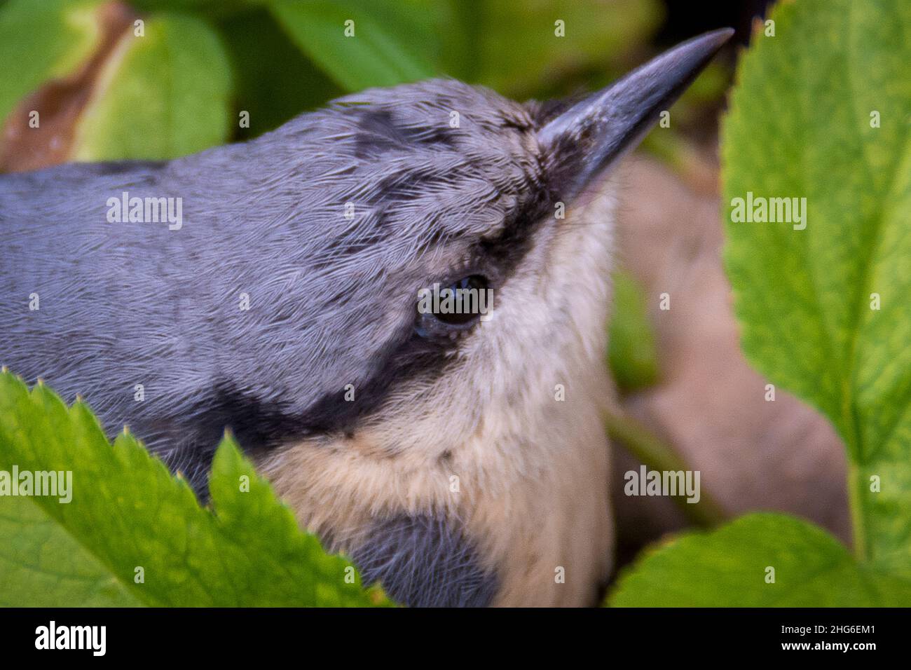 Close up side view of the head of a Nuthatch bird (sitta europaea) sitting amongst leaves Stock Photo