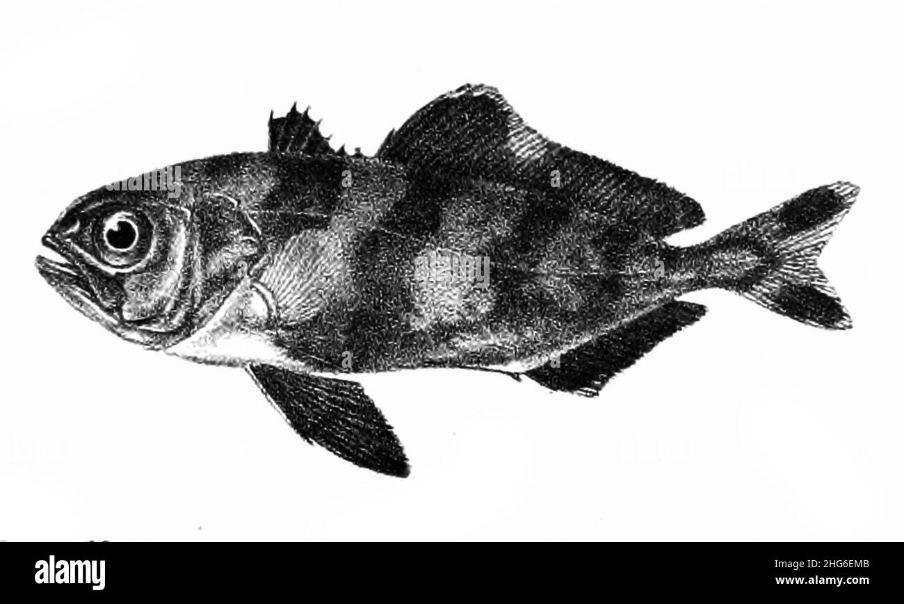 Seriola fasciata hires stock photography and images Alamy