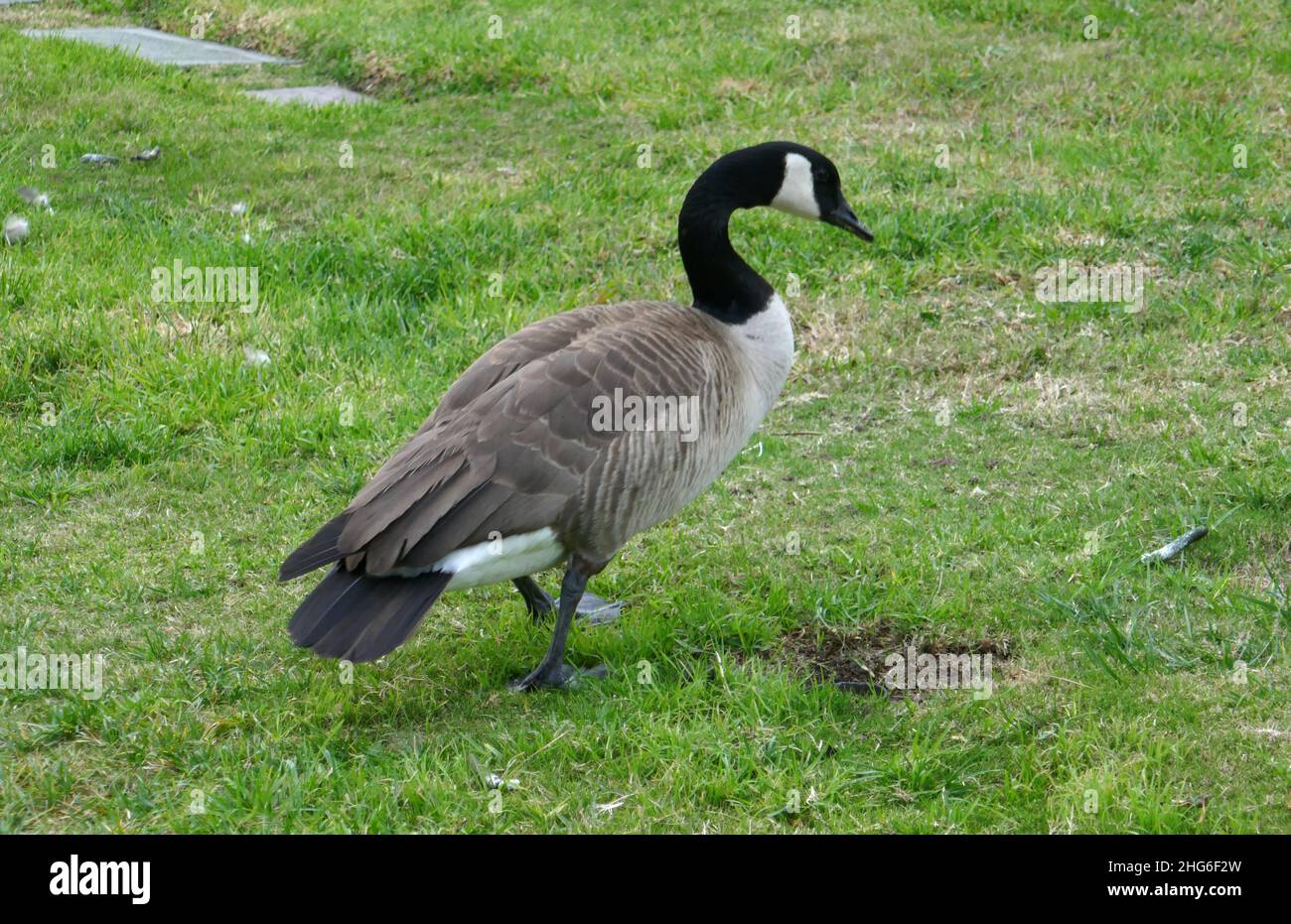 Where to buy canada goose in los angeles cheap