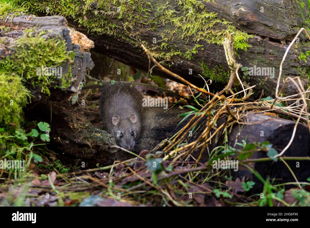Rat brown (Rattus norvegicus) rodent grey brown fur small ears long thick scaly tail pointed face small black eyes under logs in bird hide eating seed Stock Photo