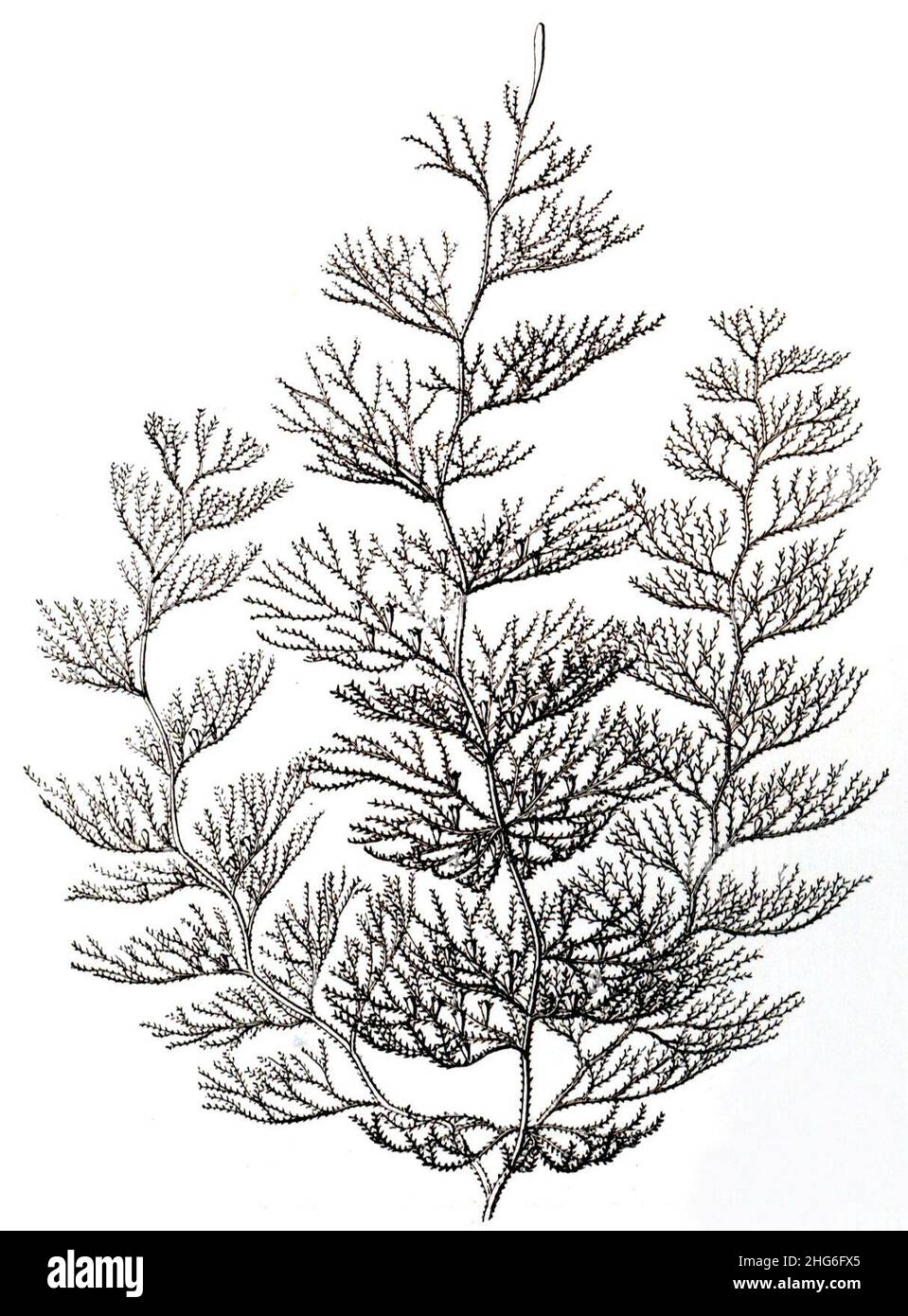 Sertularia argentea, Haeckel. Stock Photo