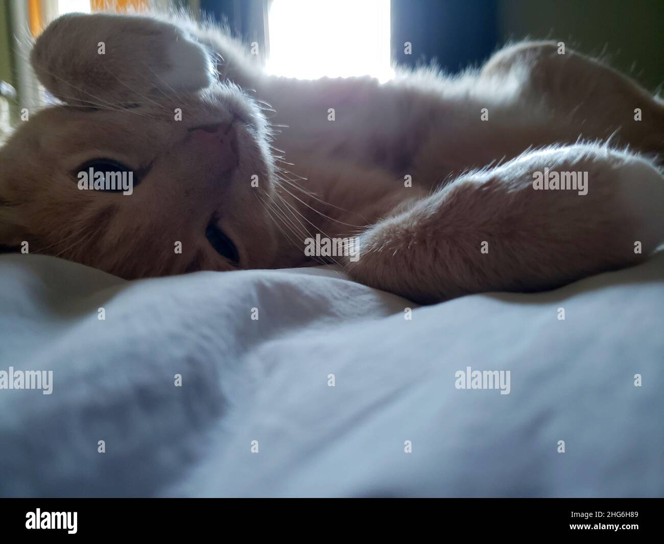 Cream Tabby Cat Sleeping on a Bed Stock Photo
