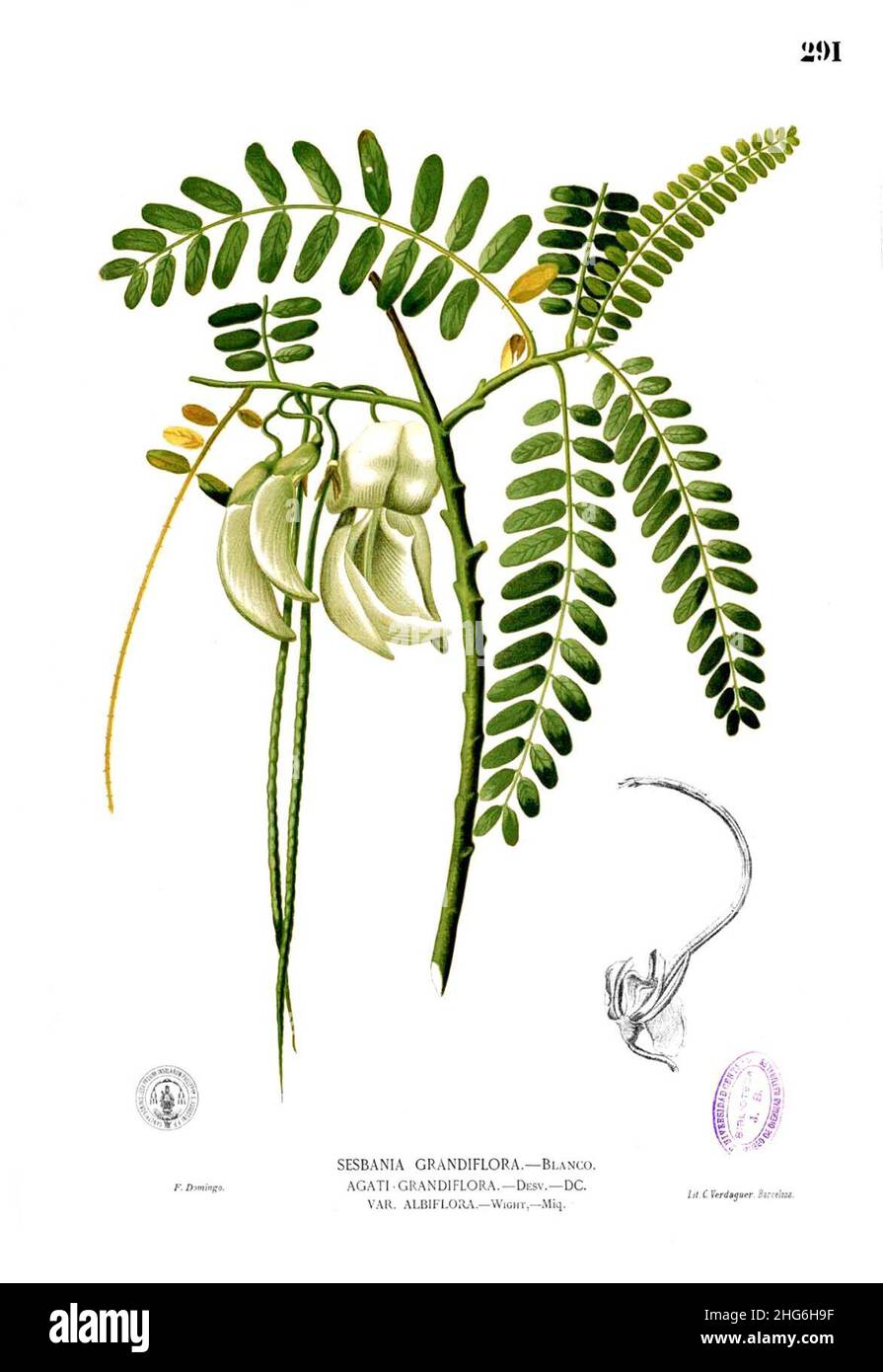 Sesbania grandiflora Blanco2.291 Stock Photo - Alamy