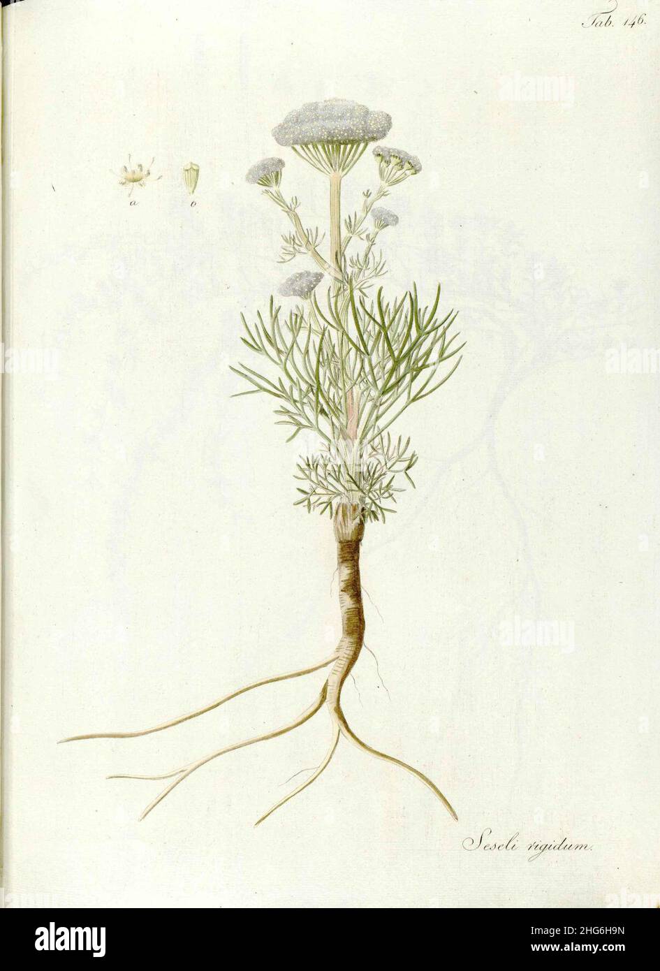 Seseli tortuosum - Descriptiones et icones plantarum rariorum Hungariae, vol. 2, tab. 146. Stock Photo