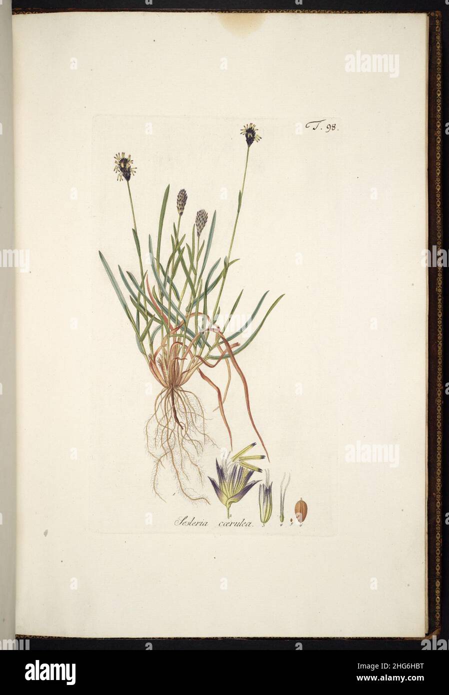 Sesleria caerulea illustration (01). Stock Photo