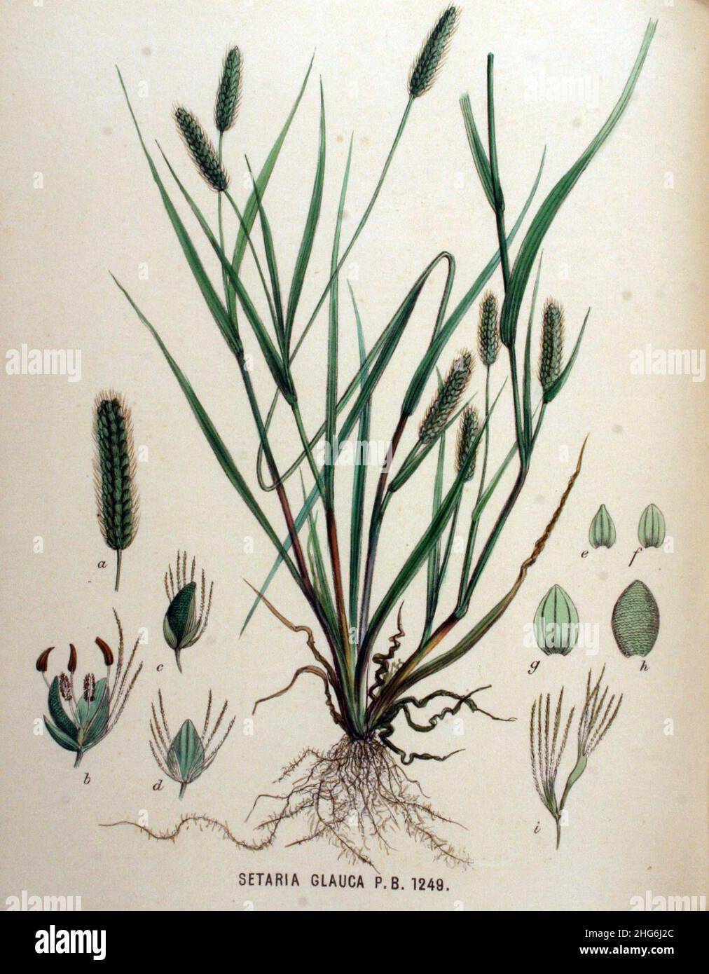 Setaria glauca — Flora Batava — Volume v16. Stock Photo
