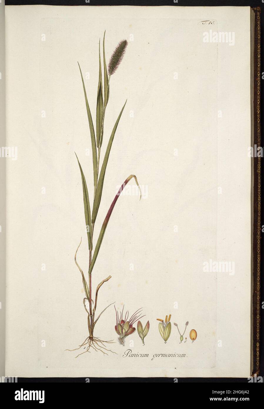 Setaria italica illustration (01 Stock Photo - Alamy