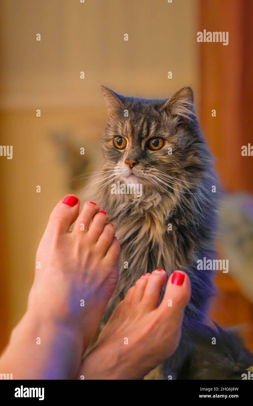 Cat, womans feet Stock Photo Alamy