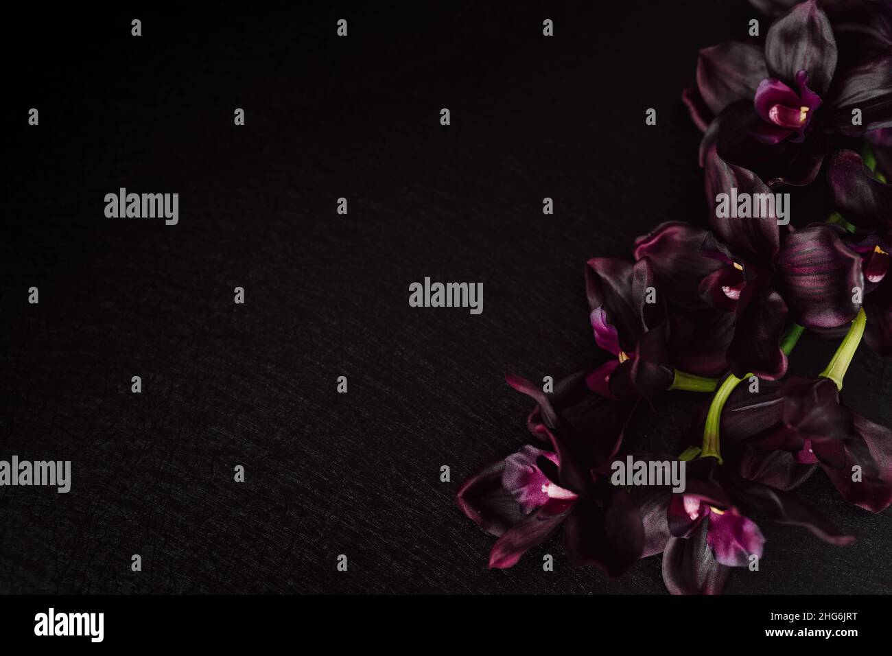 Deep Violet Orchids against Dark Background with Copy Space. Moody ...