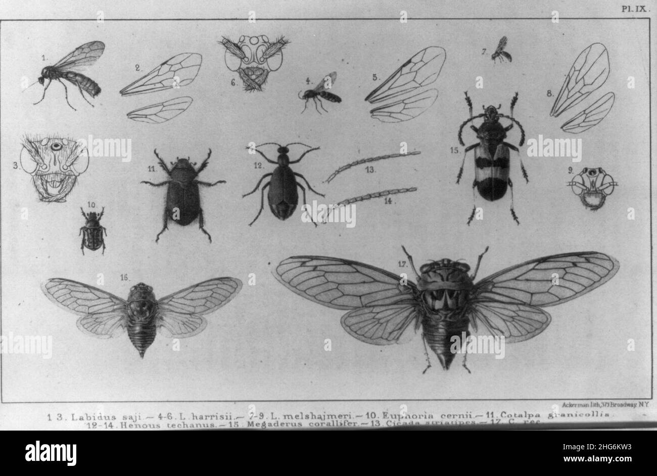 Seventeen figures of insects and parts of their bodies Stock Photo - Alamy